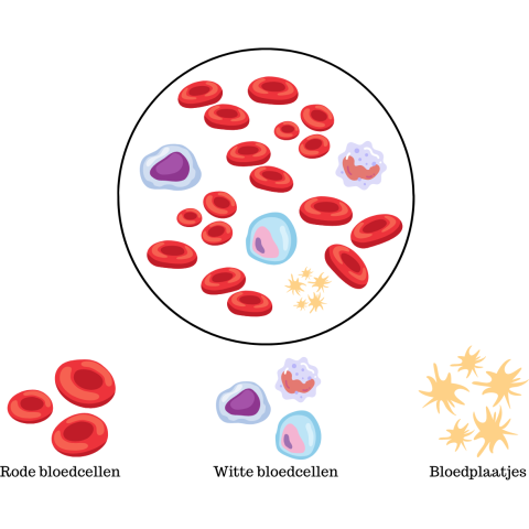 bloedcellen en bloedplaatjes