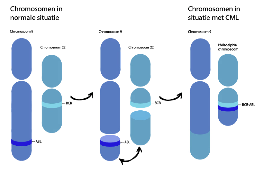 uitleg chromosoom